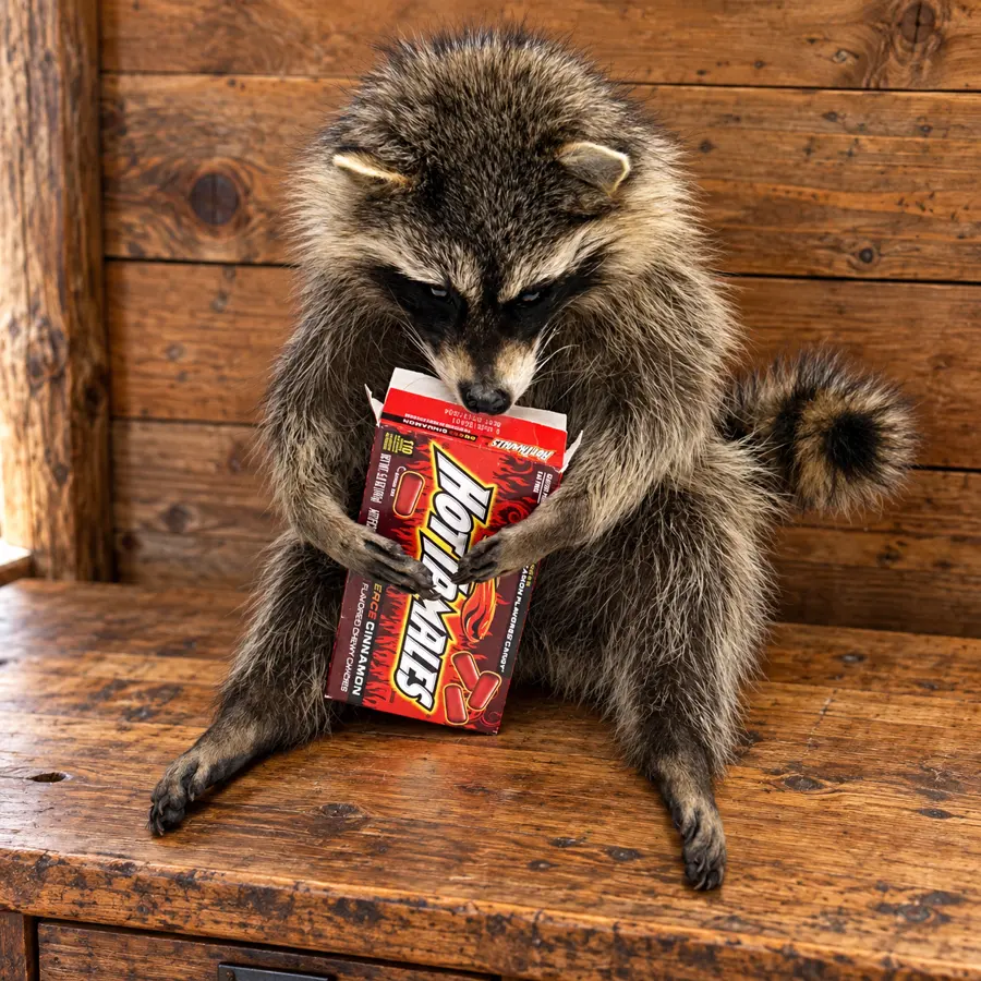 Candy Bandit Raccoon Mount in a rustic cabin