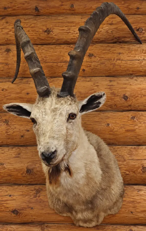 Highland Crest Ibex Mount in a rustic cabin