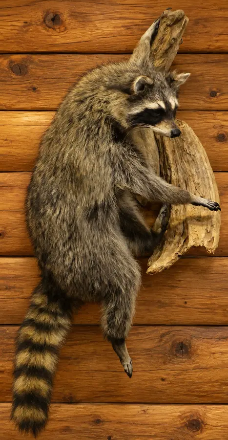 Driftwood Climber Raccoon Mount in a rustic cabin