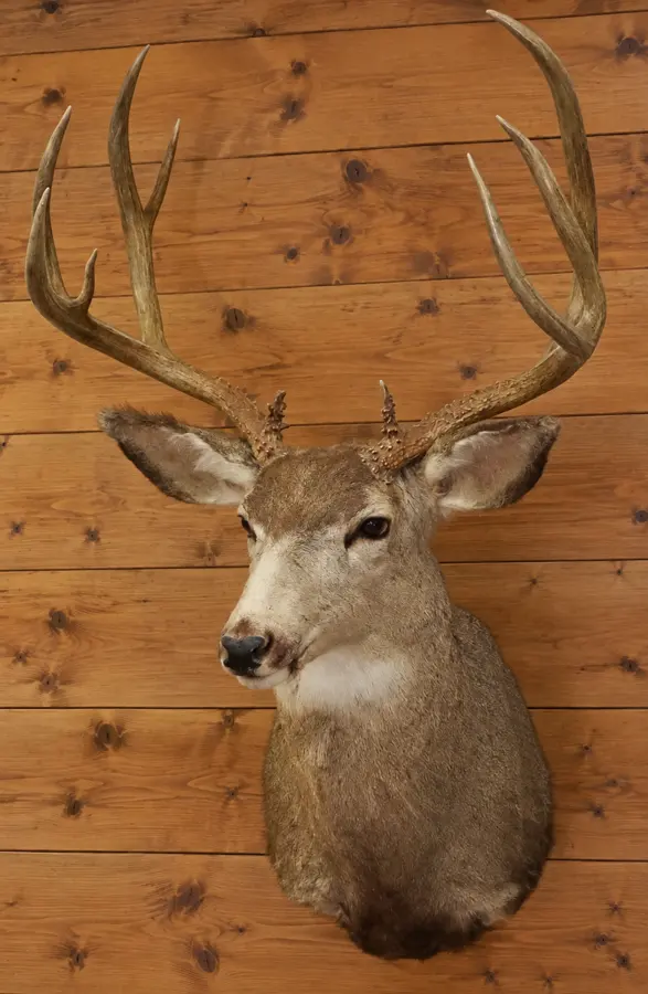 High Country Mule Deer Shoulder Mount in a rustic cabin