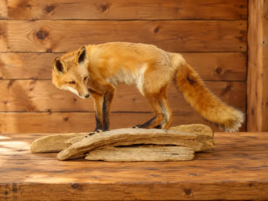 Woodland Watch Red Fox Display in a rustic cabin