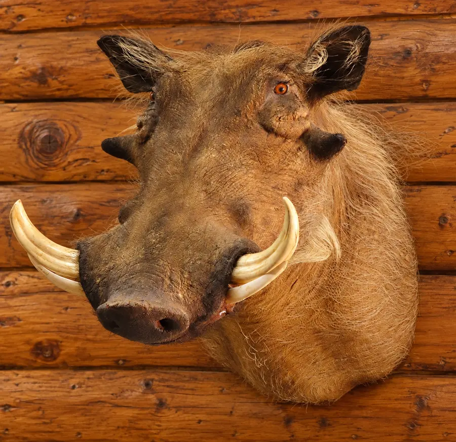 Savanna Warthog Shoulder Mount in a rustic cabin