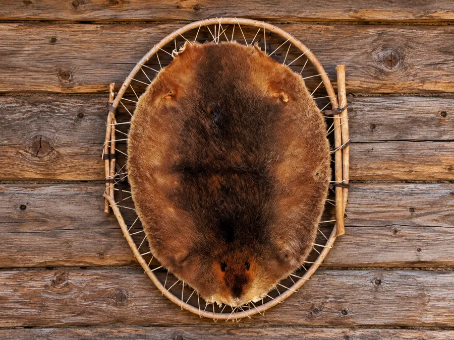 Trapper Trail Beaver Pelt Hoop Hanging in a rustic cabin