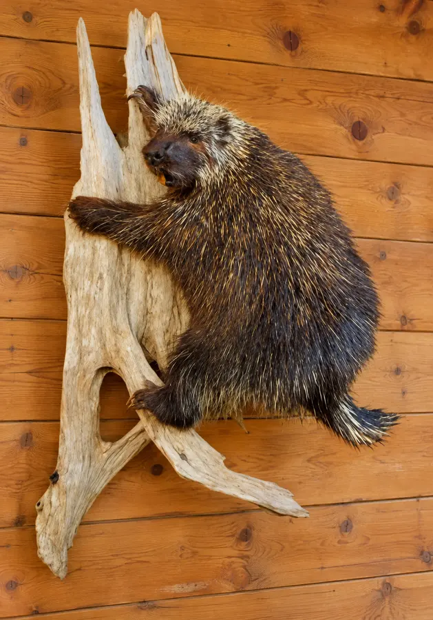 Timber Hollow Climbing Porcupine Mount in a rustic cabin